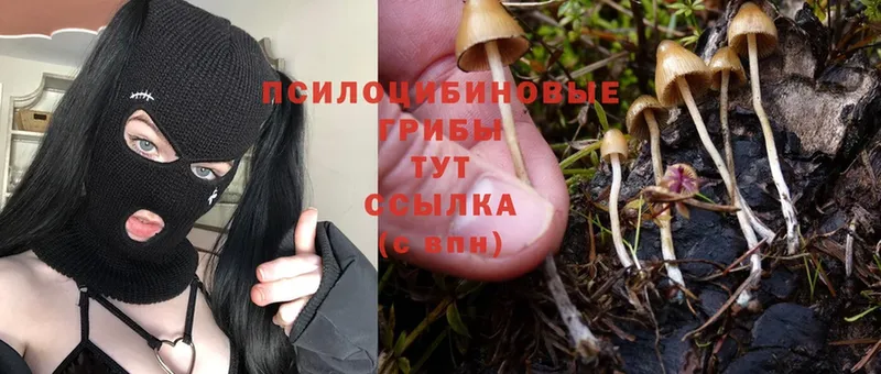 Галлюциногенные грибы Cubensis  закладки  Карасук 