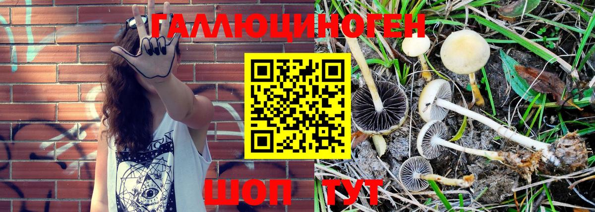 Галлюциногенные грибы ЛСД  Карасук 